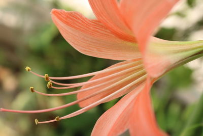 Close-up of orange flowering plant