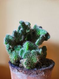 Close-up of succulent plant on table
