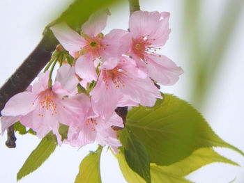 Close-up of pink cherry blossoms