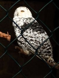 Portrait of owl in cage seen through chainlink fence