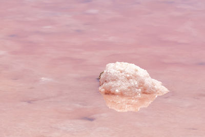 Close-up of ice cream on rock