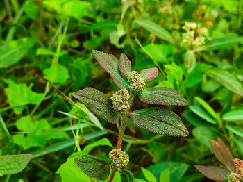 High angle view of flowering plant on land