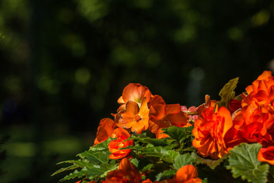 Close-up of orange flowers blooming outdoors