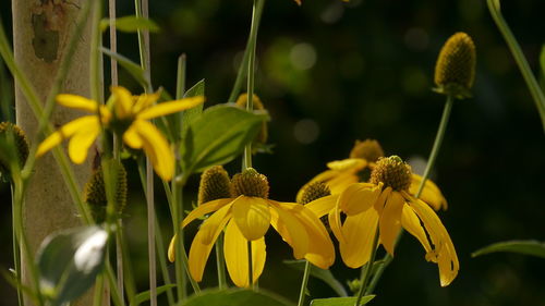 Close-up of yellow flowers against blurred background