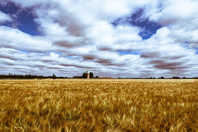 Scenic view of agricultural field against sky