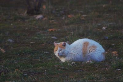 View of a cat on field