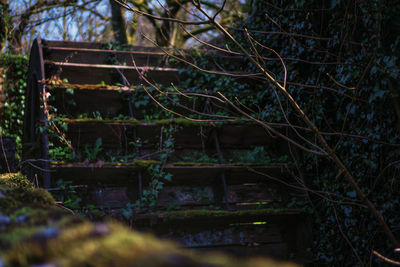 Low angle view of trees in forest