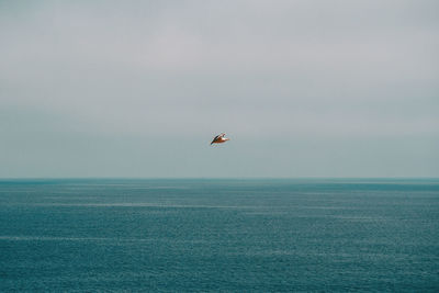 Seascape with a plant in the middle on a cloudy day on the costa brava in catalonia, spain