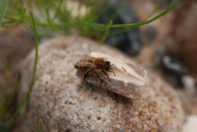 Close-up of spider on rock