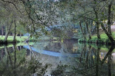 Scenic view of lake in forest