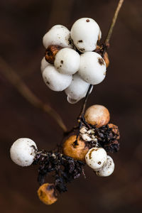 Close-up of rotten fruits