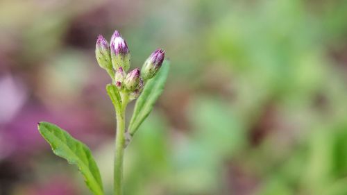 Close-up of purple flower buds