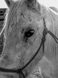 Close-up portrait of a horse