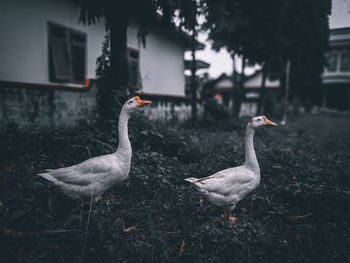 View of birds on land