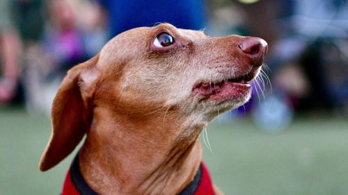 Close-up of dog looking away
