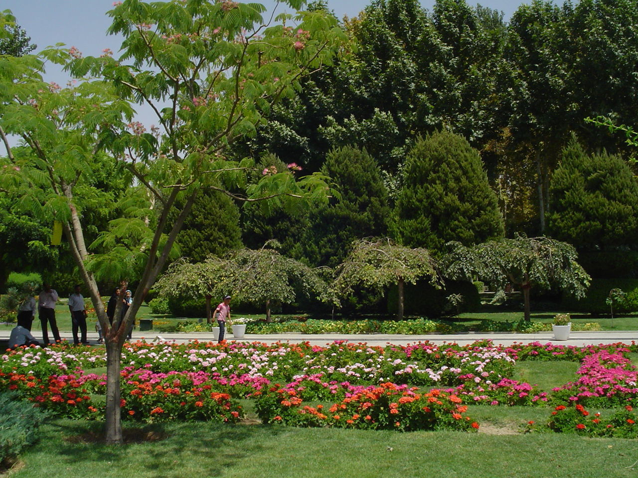 FLOWERS BLOOMING ON PLANT