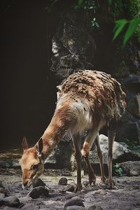 animal