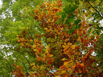 Low angle view of tree