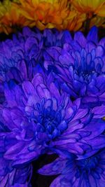 Detail shot of purple flower