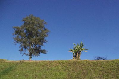 Trees on field against clear blue sky