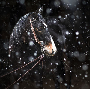 Close-up of an animal on leaf during winter