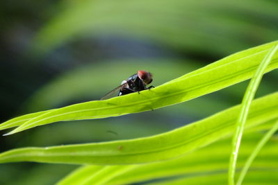 Close-up of insect on leaf