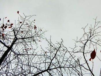 Low angle view of birds perching on branch against clear sky