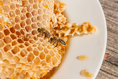 Close-up of bees on beehive in plate