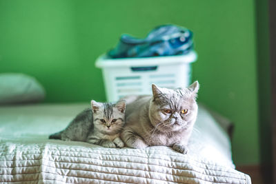 Close-up of cats sitting on bed at home