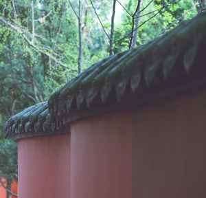 Low angle view of house and tree in forest