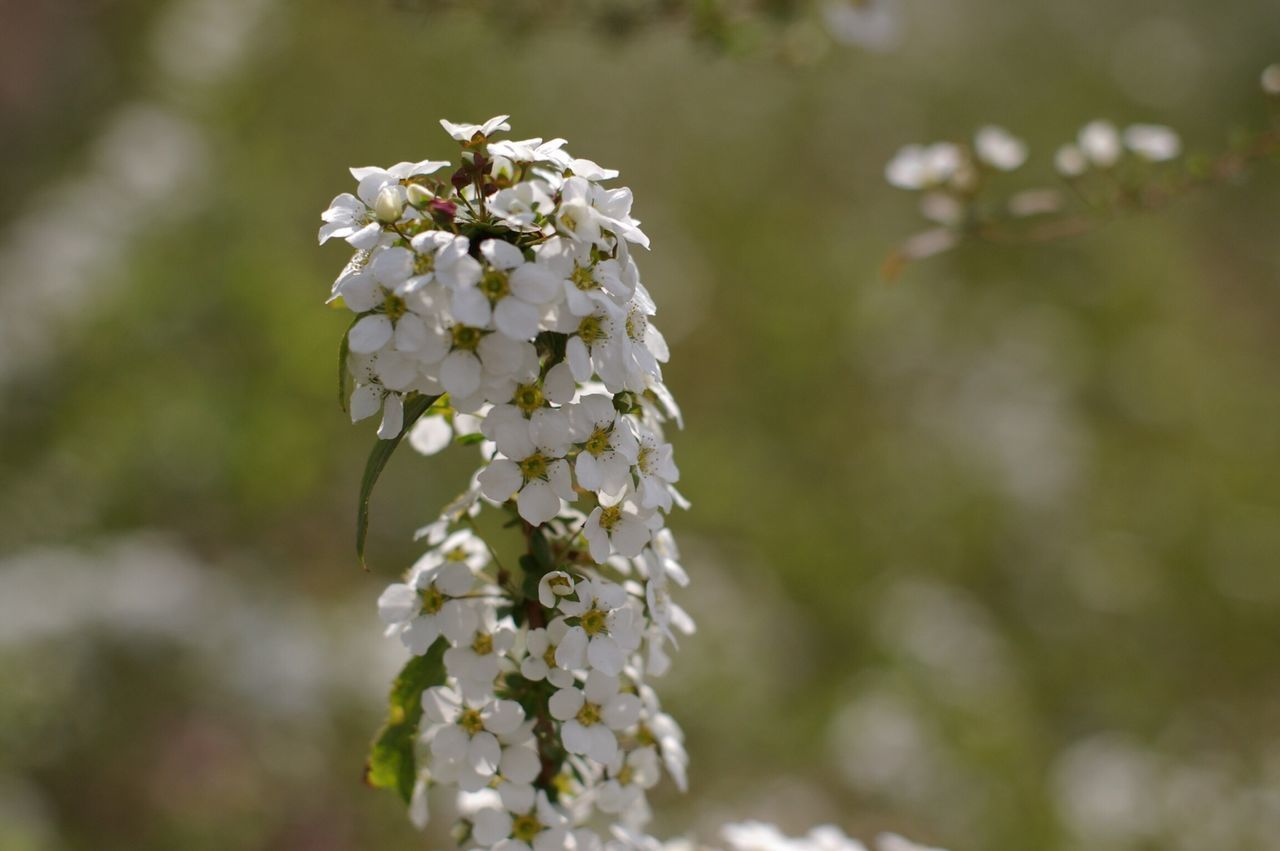 Thunberg spirea