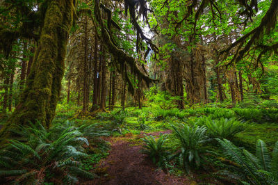 Trees in forest