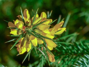 Close-up of yellow flowering plant