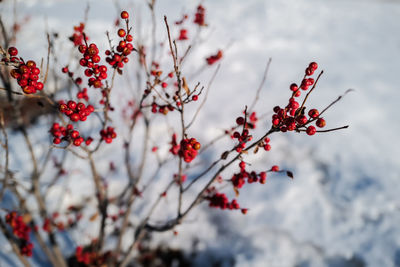 Close-up of red berries on tree