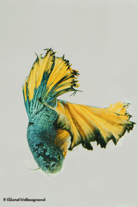 Close-up of butterfly on yellow flower