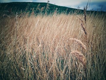 Crops growing on field