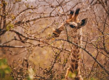 Scenic view of giraffe eating from branch of tree