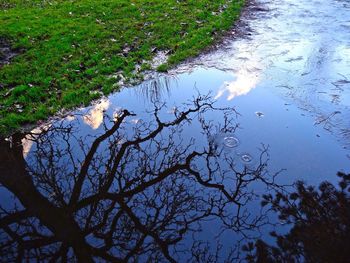 Reflection of trees in water