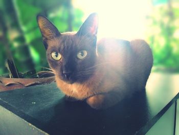 Close-up portrait of cat