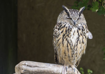 Close-up of owl perching on tree