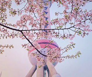 Low angle view of cherry blossoms on tree