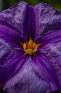 Close-up of purple flower