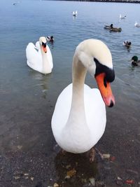 White swan on the lake