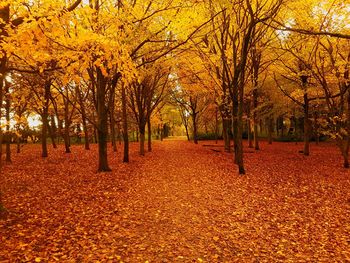 Autumn trees in forest