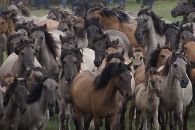 Front view of horses running on grass