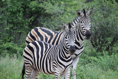 Zebras in a field