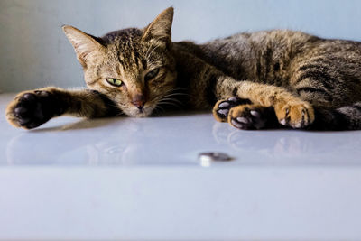 Close-up portrait of cat lying on floor