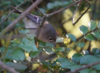 Close-up of birds on branch