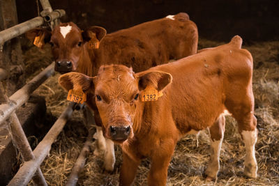 Cows standing in a field