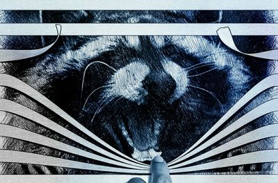 Close-up of cat by person